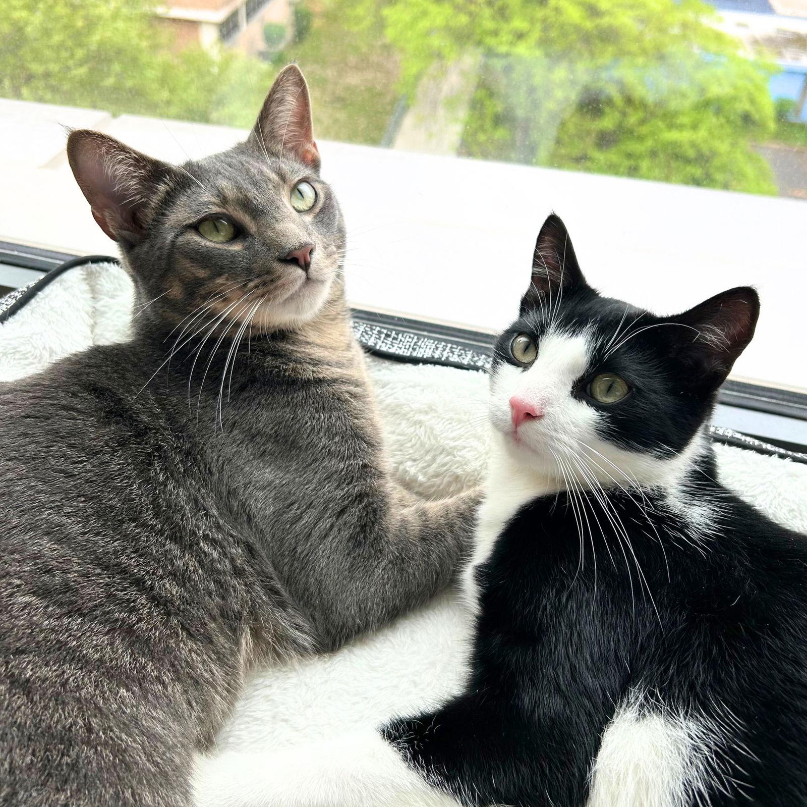 Cadbury & Peeps, a Adopted Domestic Short Hair in Brooklyn, NY image 2/3