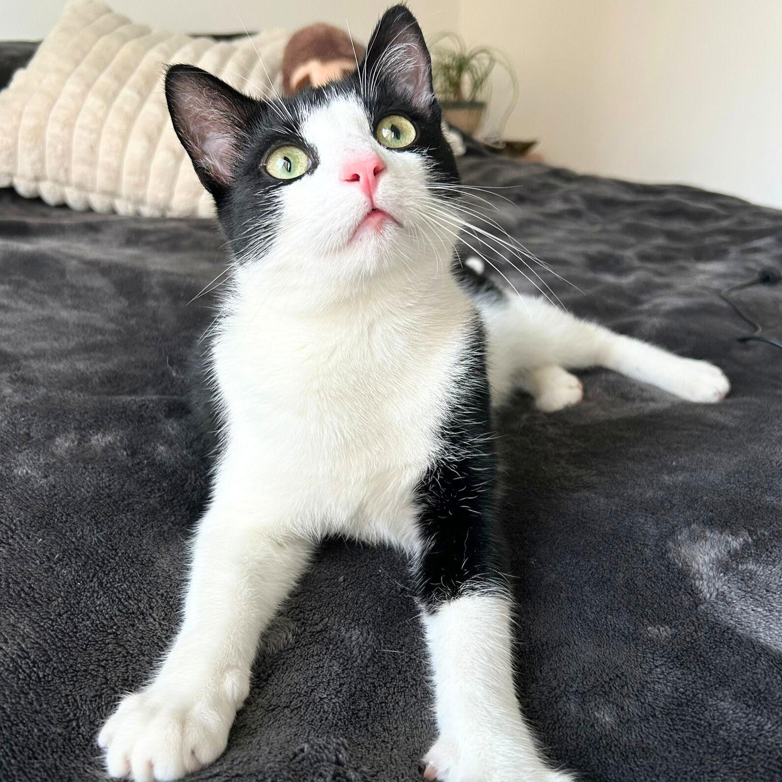 Cadbury & Peeps, a Adopted Domestic Short Hair in Brooklyn, NY image 3/3