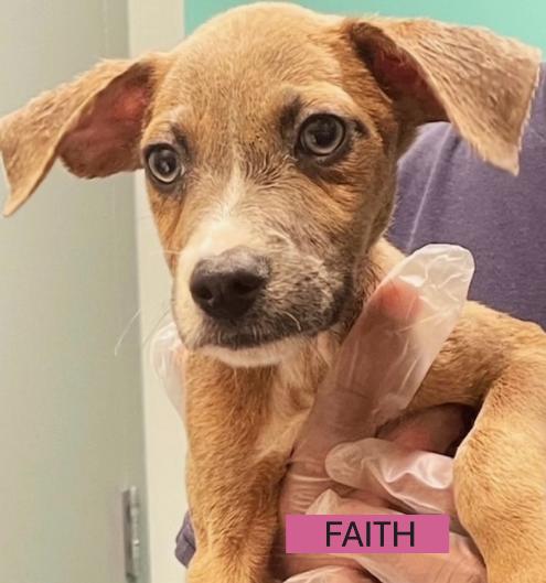Faith *foster needed* Boxer Dog