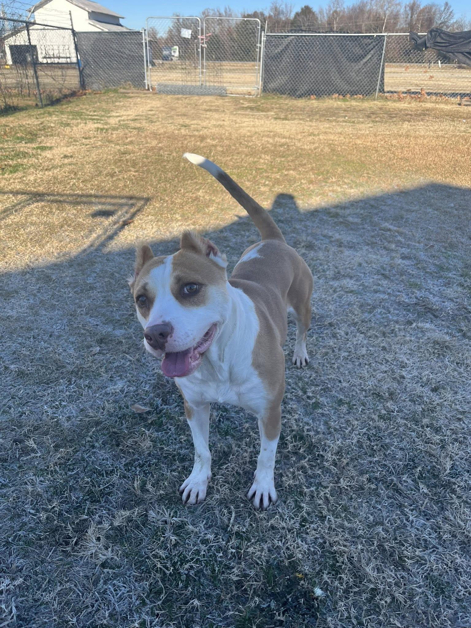 Sarabi, ADOPTABLE, Adult Female Mixed Breed.