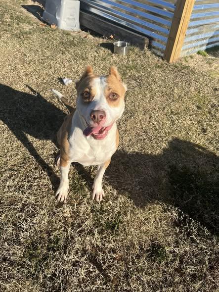 Enlarge Sarabi, a ADOPTABLE Mixed Breed in Mullins, SC image 2/4