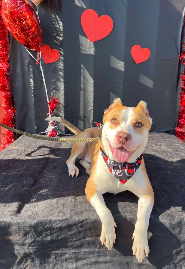 Enlarge Sarabi, a ADOPTABLE Mixed Breed in Mullins, SC image 3/4