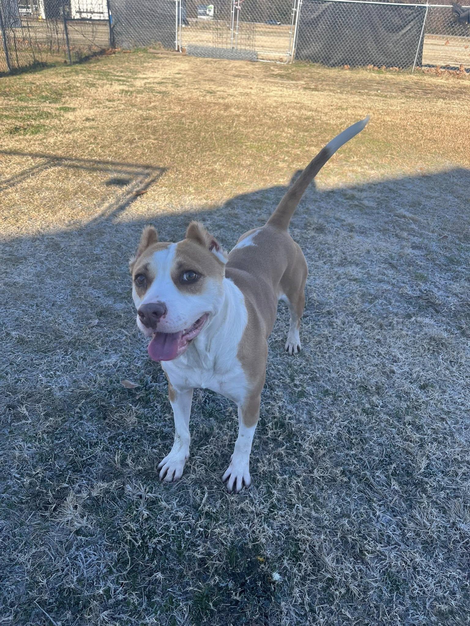 Enlarge Sarabi, a ADOPTABLE Mixed Breed in Mullins, SC image 4/4