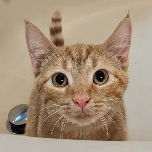 Dug, Adoptable, Kitten Male Domestic Short Hair.