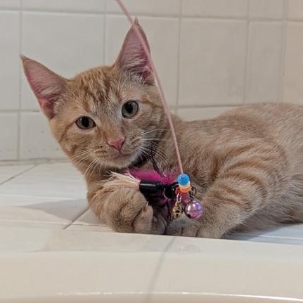 Dug, a Adoptable Domestic Short Hair in Hudsonville, MI image 2/5