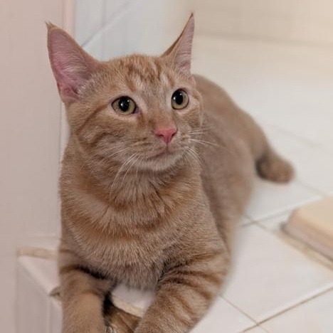 Dug, a Adoptable Domestic Short Hair in Hudsonville, MI image 3/5