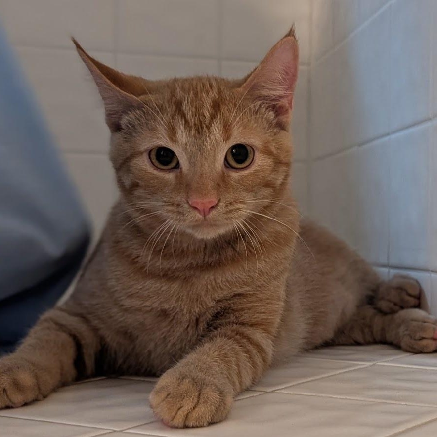 Dug, a Adoptable Domestic Short Hair in Hudsonville, MI image 4/5