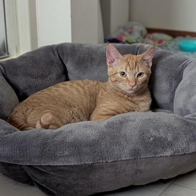 Dug, a Adoptable Domestic Short Hair in Hudsonville, MI image 5/5