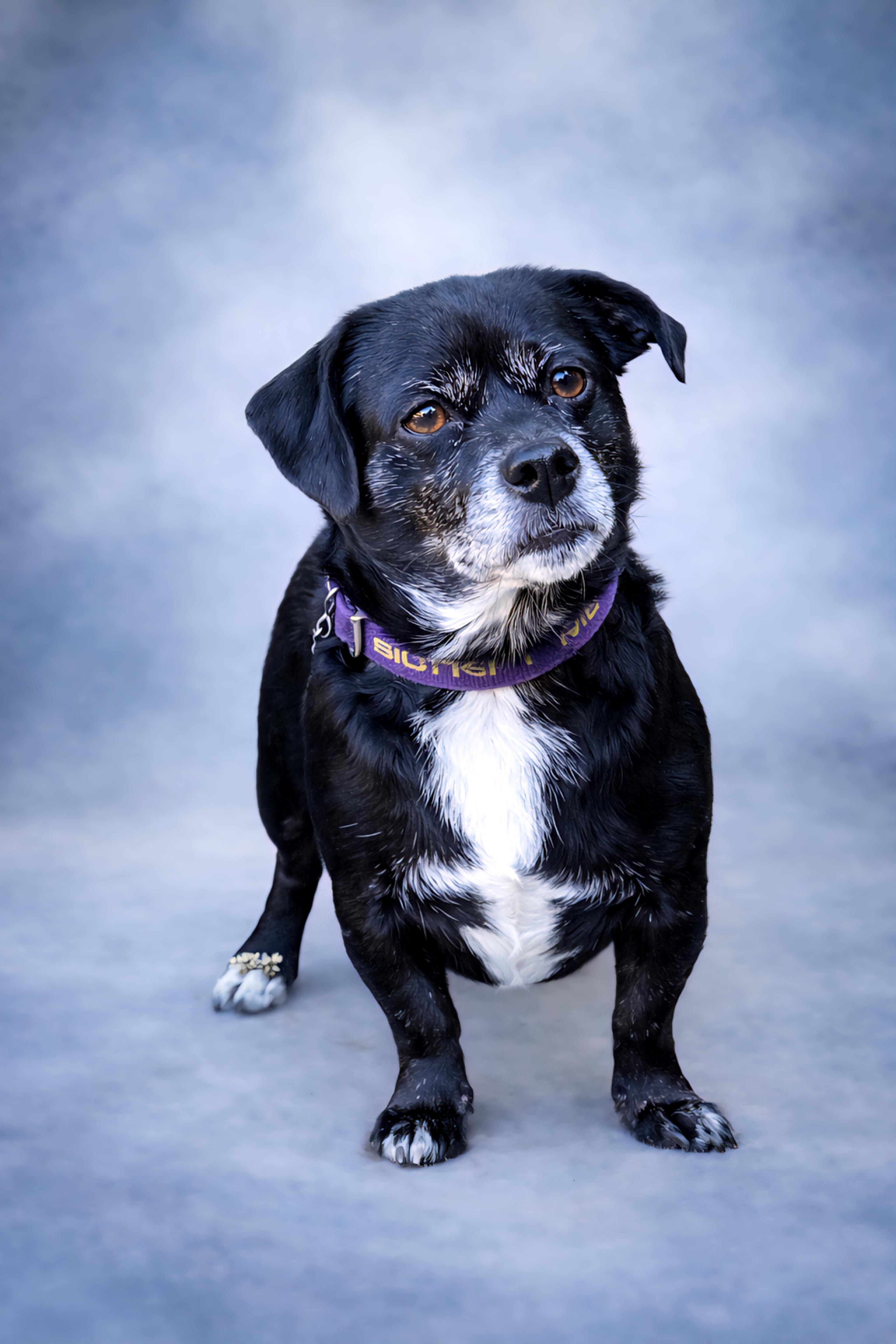 Enlarge Poncho, a Adoptable mixed breed in San Pedro, CA image 5/6