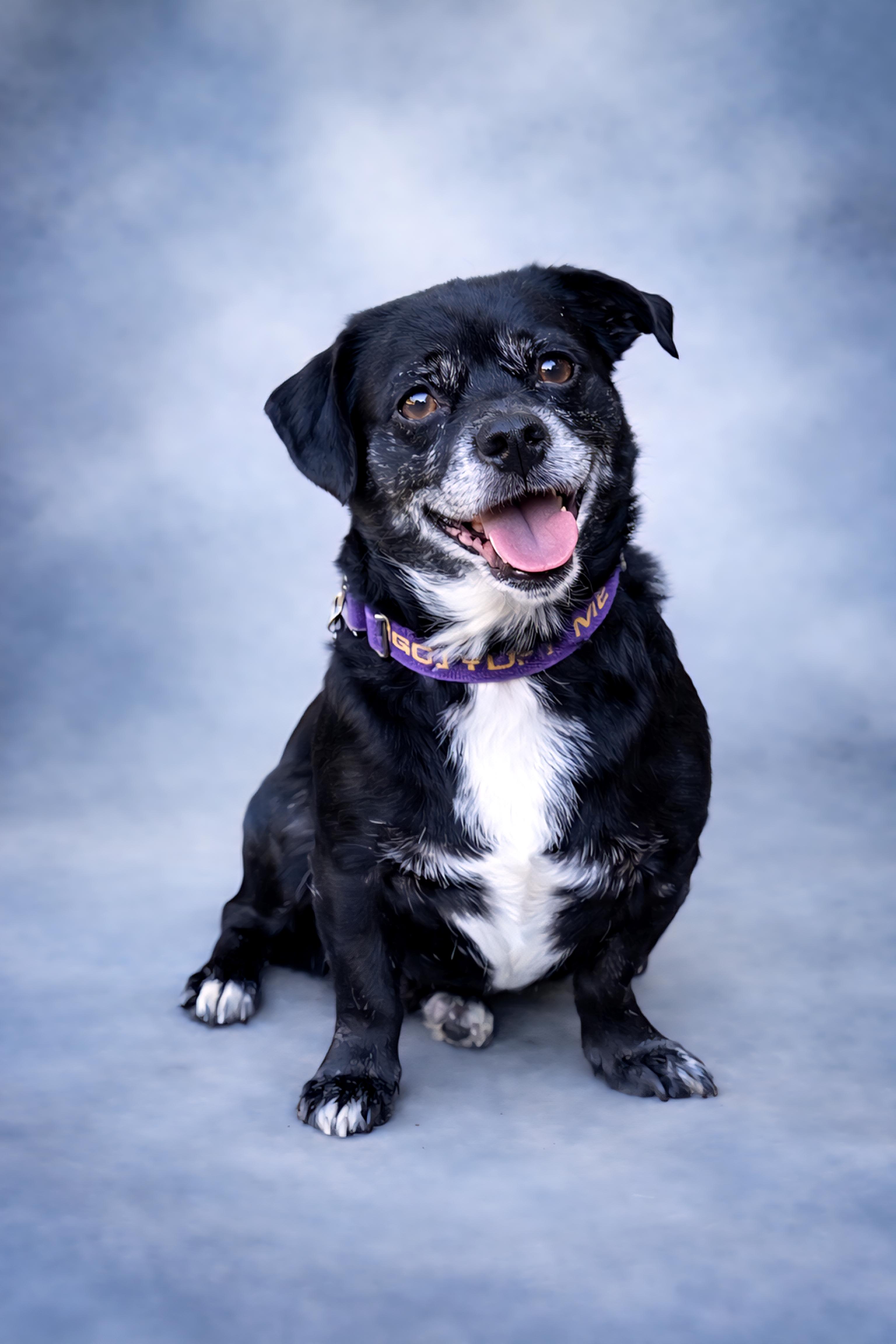 Poncho, Adoptable, Adult Male Corgi & Dachshund.