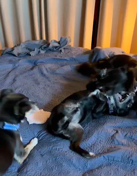 Enlarge Poncho, a Adoptable mixed breed in San Pedro, CA video 6/6