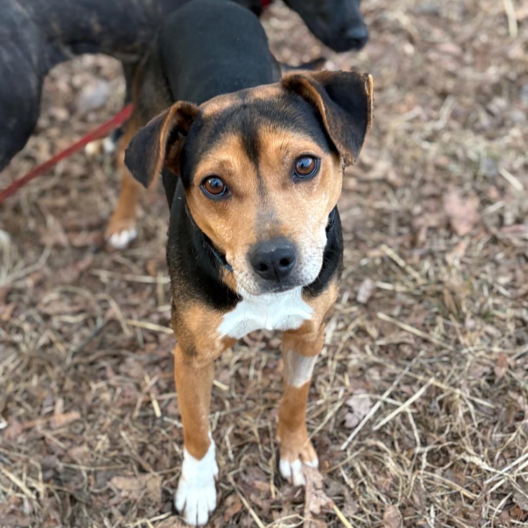 Homer — thumbnail 3