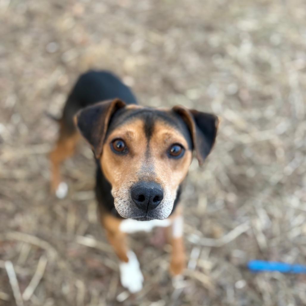 Homer — thumbnail 4