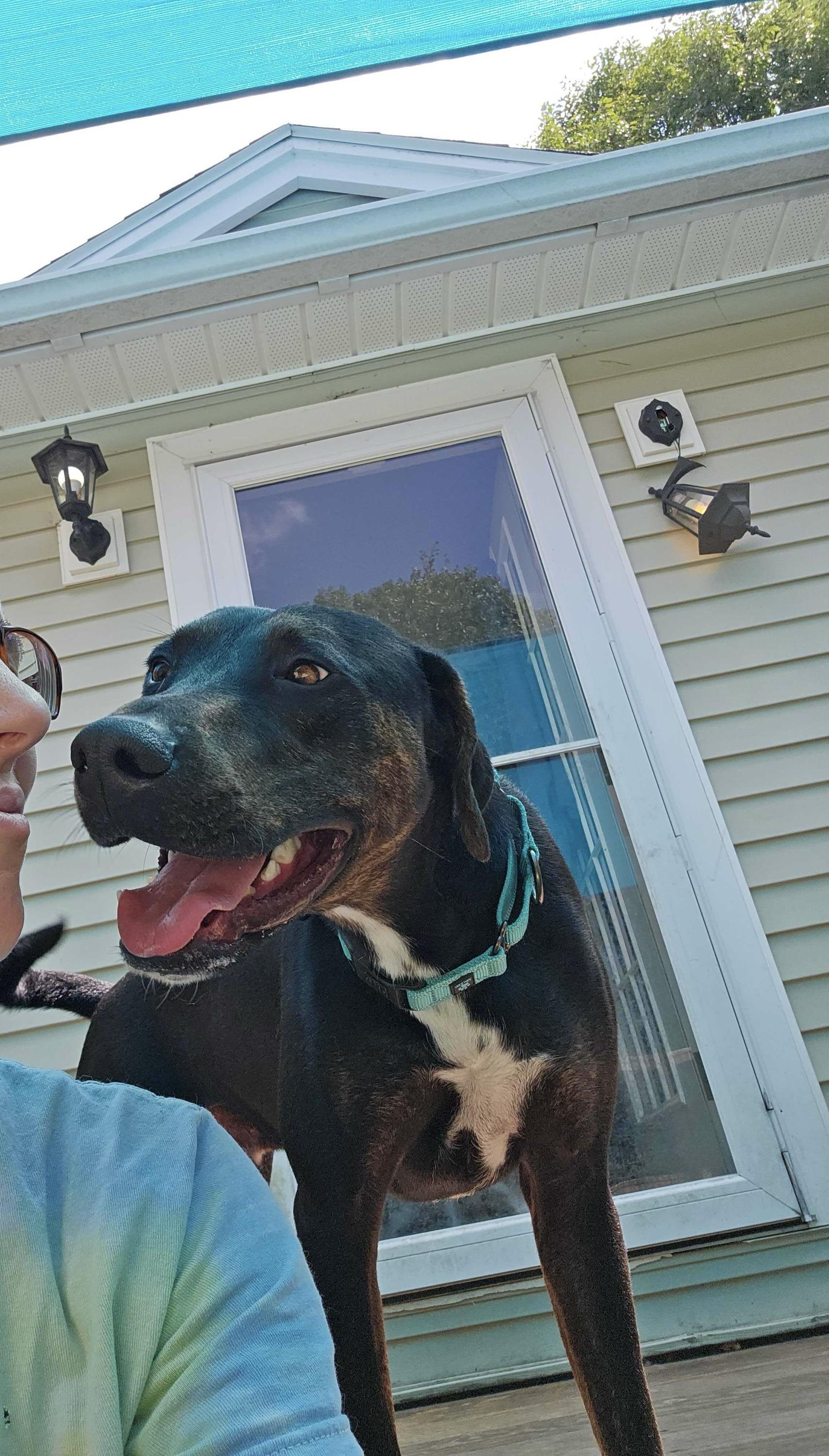 Odin, adopted, Adult Male Mixed Breed & Labrador Retriever.