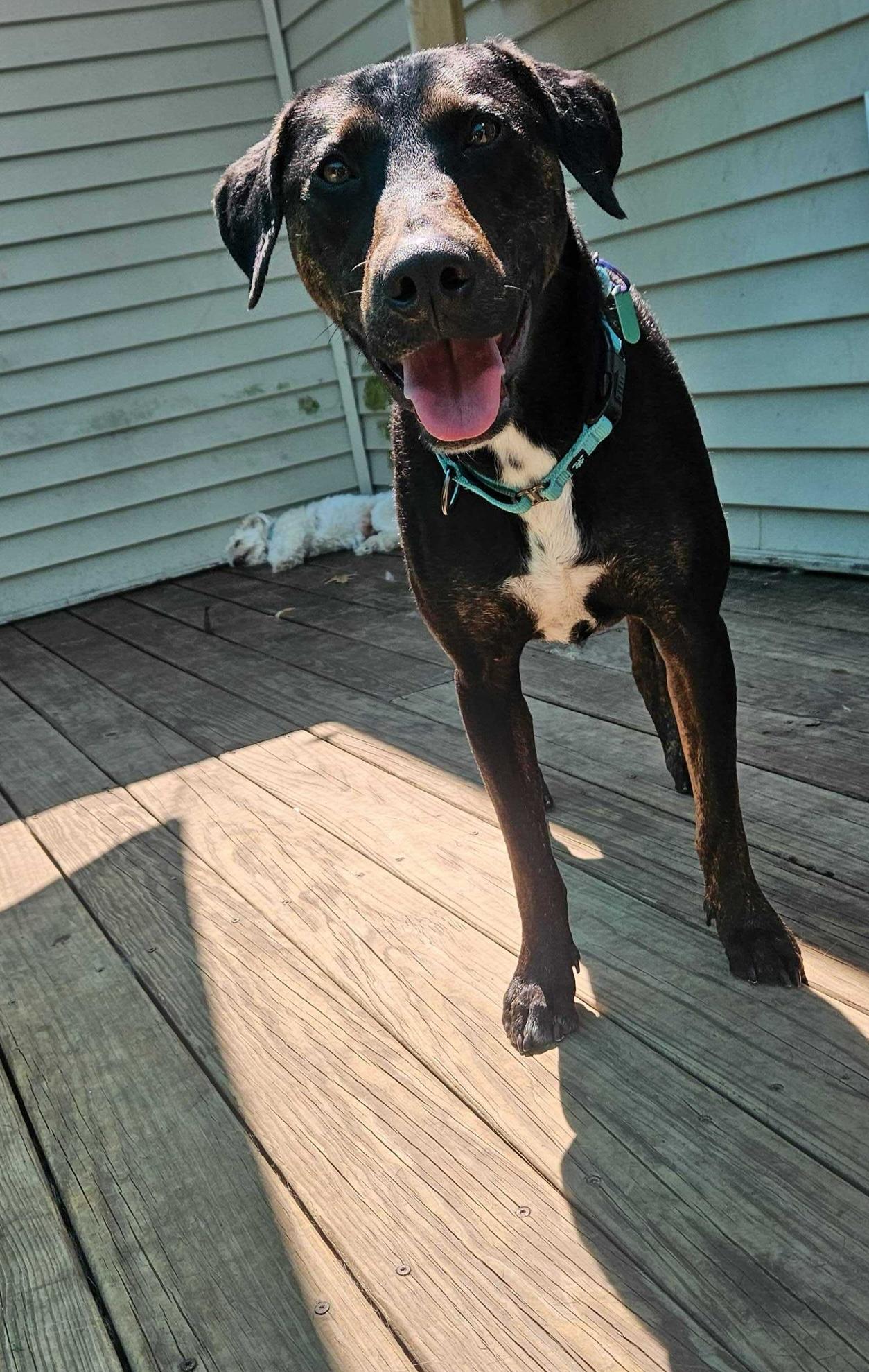 Odin, an adopted mixed breed in Bowdoin, ME image 5/6