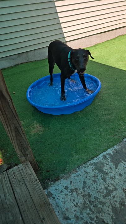 Enlarge Odin, an adopted mixed breed in Bowdoin, ME video 6/6