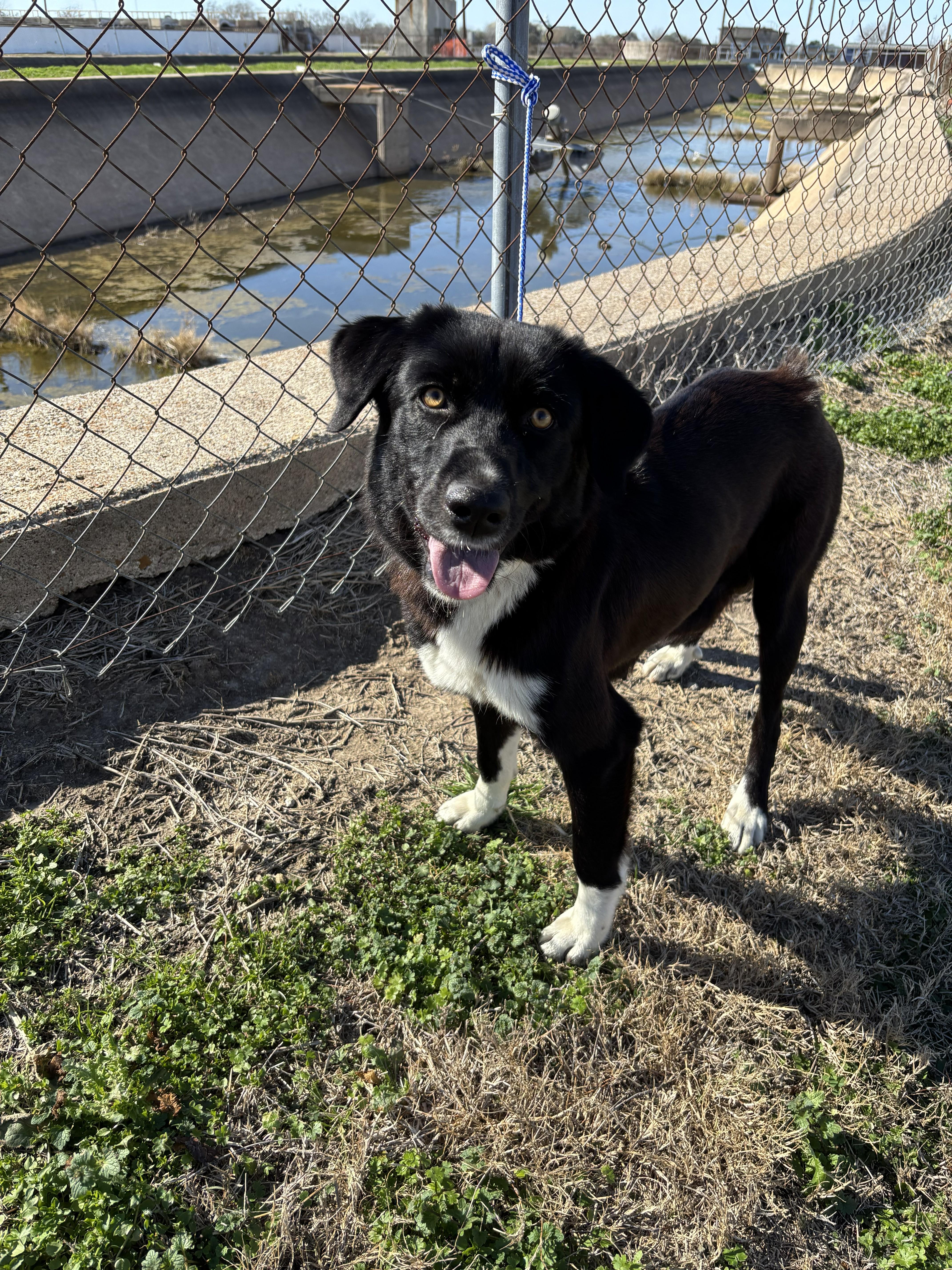 Fancy, ADOPTABLE, Adult Female Border Collie.