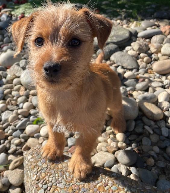 Enlarge Biscotti (Cookie litter), a ADOPTABLE mixed breed in Redwood City, CA image 2/6