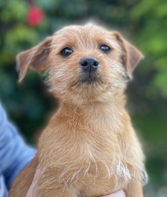 Enlarge Biscotti (Cookie litter), a ADOPTABLE mixed breed in Redwood City, CA image 1/6