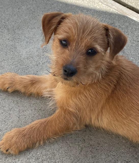 Enlarge Biscotti (Cookie litter), a ADOPTABLE mixed breed in Redwood City, CA image 4/6
