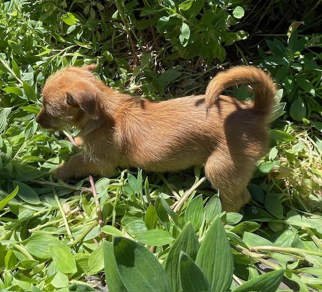 Enlarge Biscotti (Cookie litter), a ADOPTABLE mixed breed in Redwood City, CA image 5/6