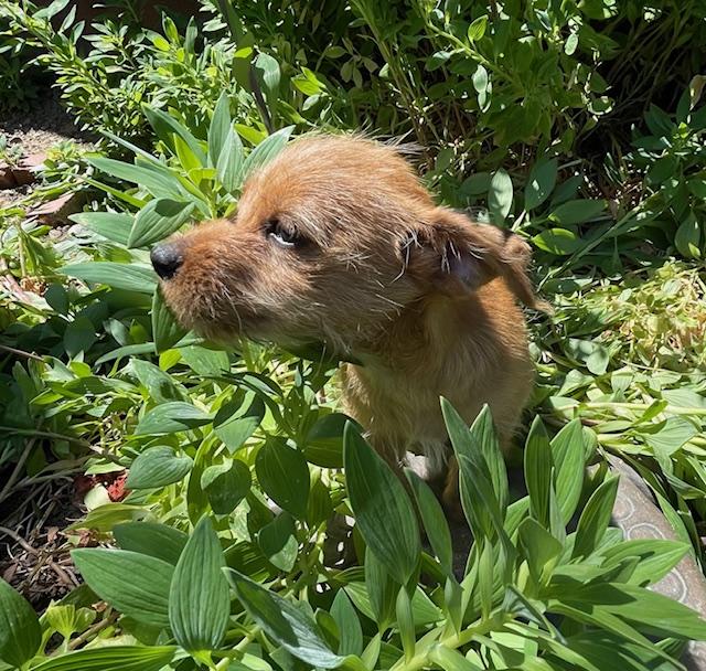 Enlarge Biscotti (Cookie litter), a ADOPTABLE mixed breed in Redwood City, CA image 3/6