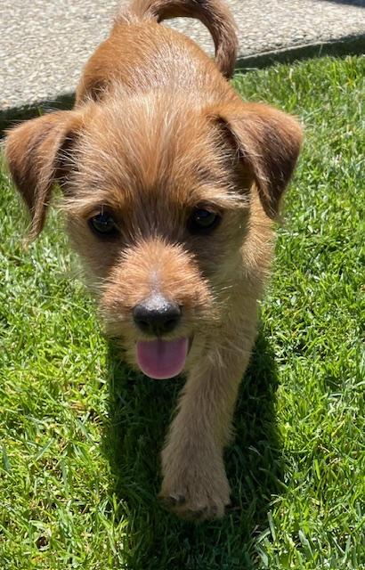 Enlarge Biscotti (Cookie litter), a ADOPTABLE mixed breed in Redwood City, CA image 6/6