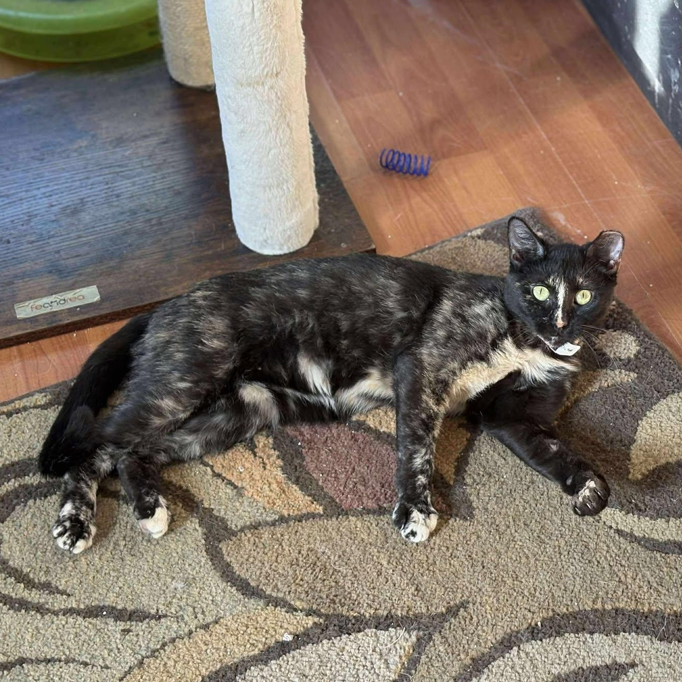 Enlarge Parfait, a Adoptable Tortoiseshell in Las Cruces, NM image 1/2