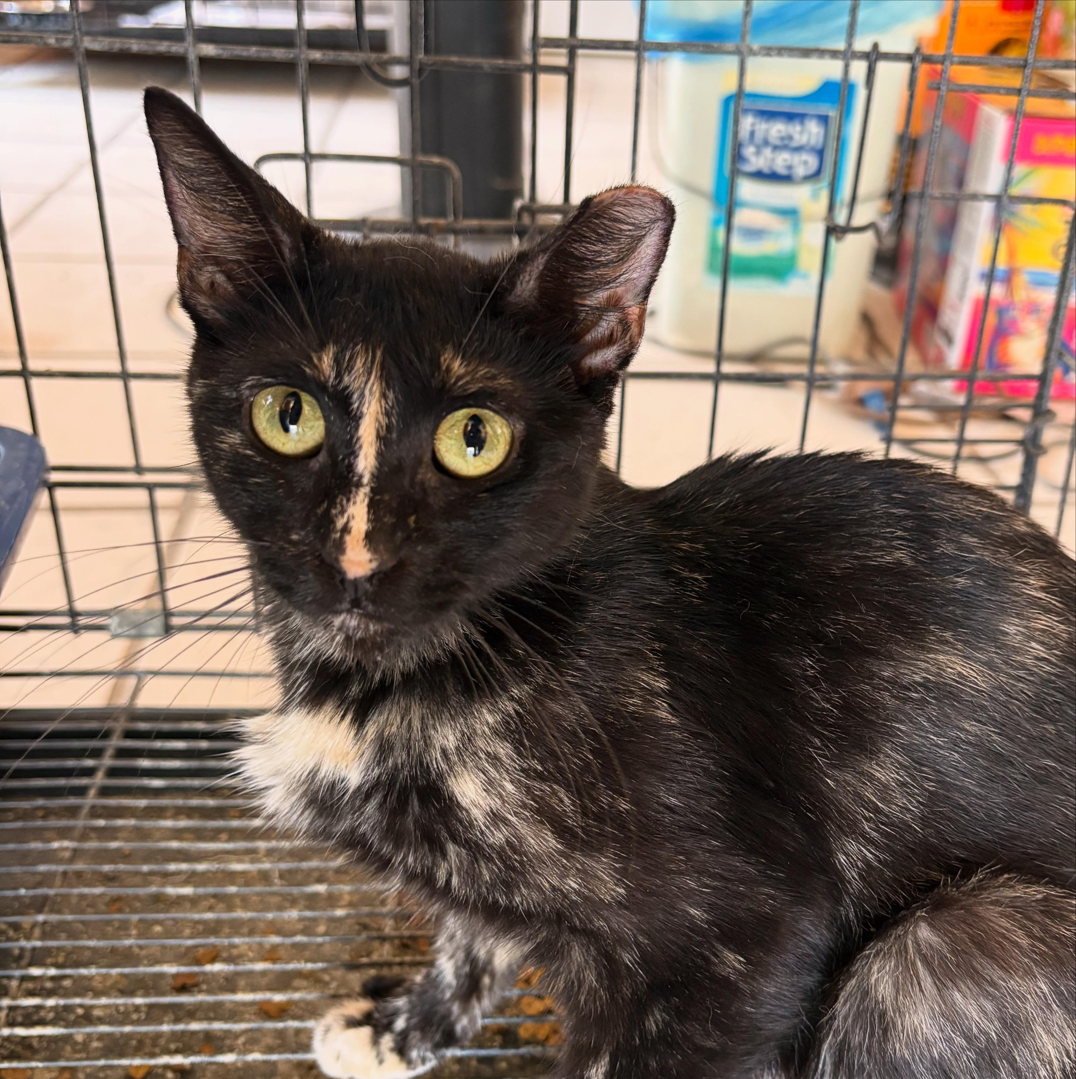 Enlarge Parfait, a Adoptable Tortoiseshell in Las Cruces, NM image 2/2