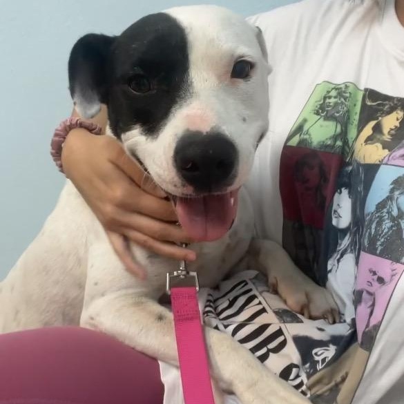 Sunflower, an adoptable Pit Bull Terrier in Eau Claire, WI, 54703 | Photo Image 2