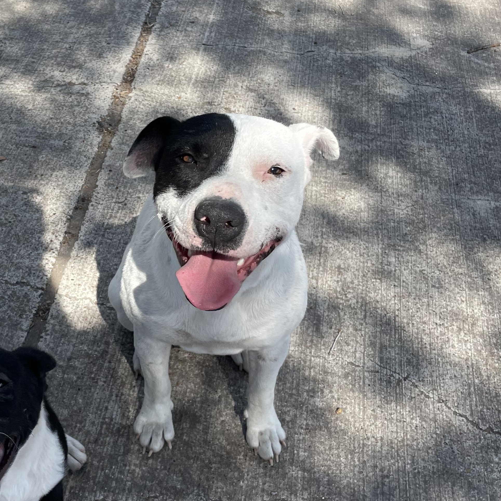 Sunflower, an adoptable Pit Bull Terrier in Eau Claire, WI, 54703 | Photo Image 3