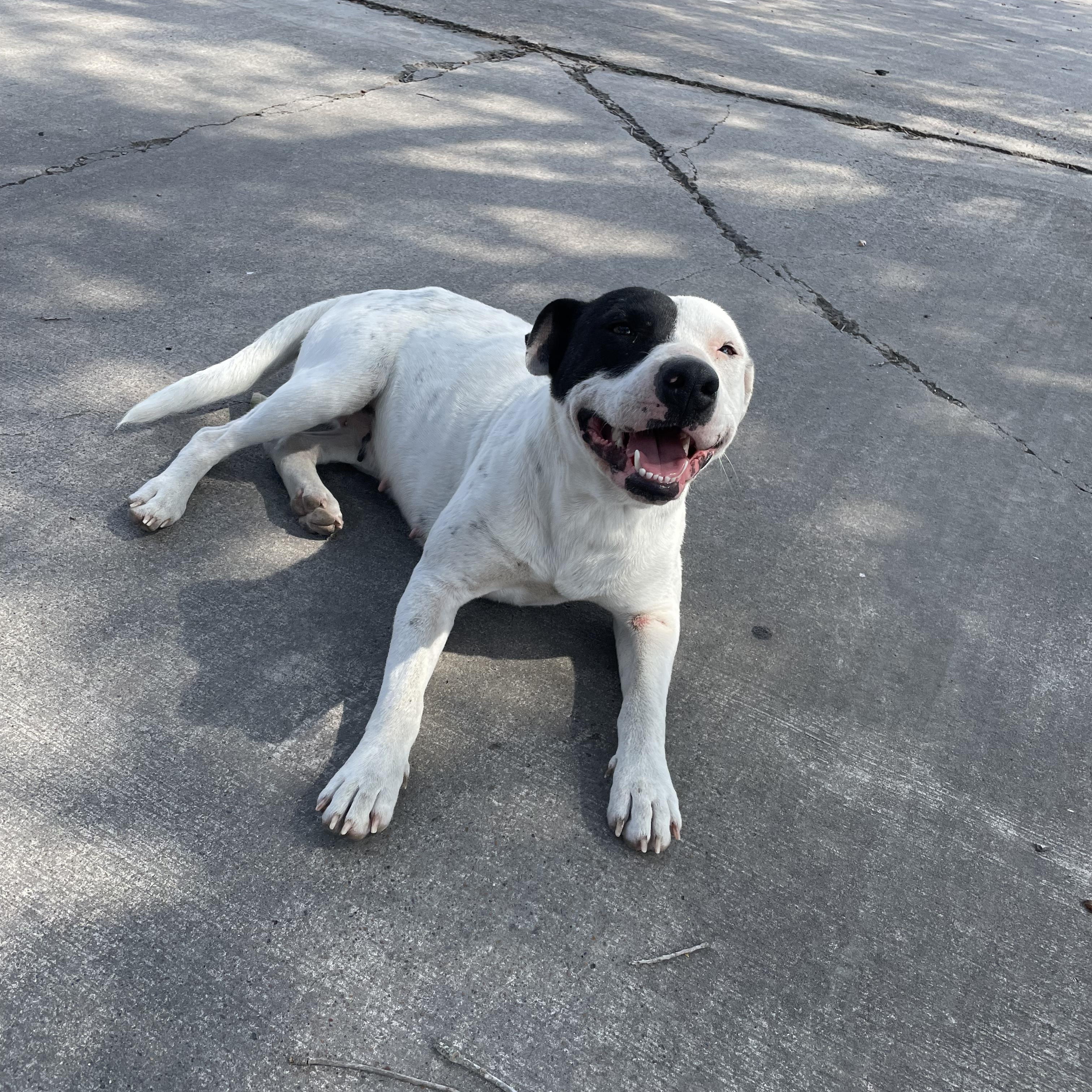 Sunflower, an adoptable Pit Bull Terrier in Eau Claire, WI, 54703 | Photo Image 4
