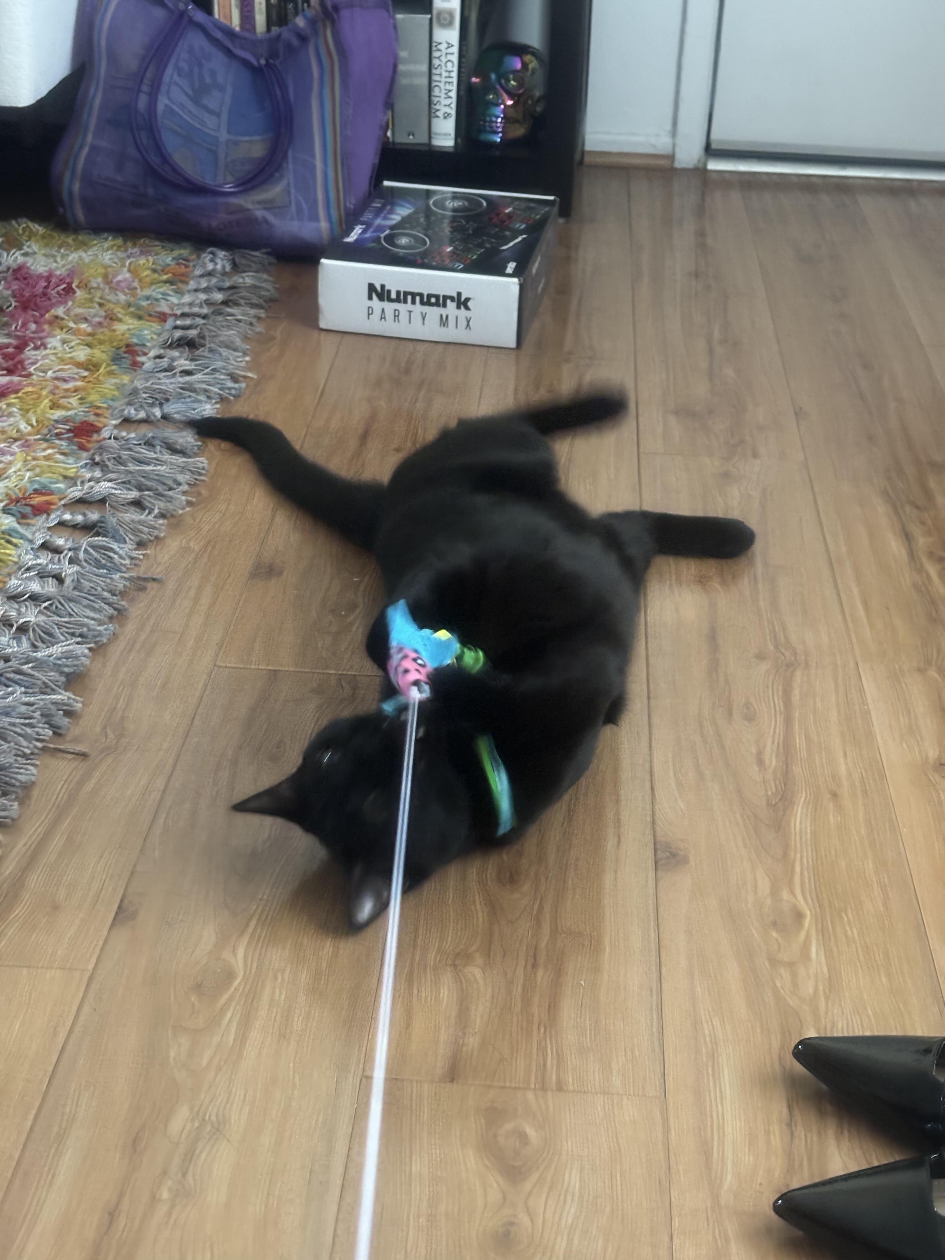 Enlarge Seven, a Adoptable Domestic Short Hair in Los Angeles, CA image 1/6