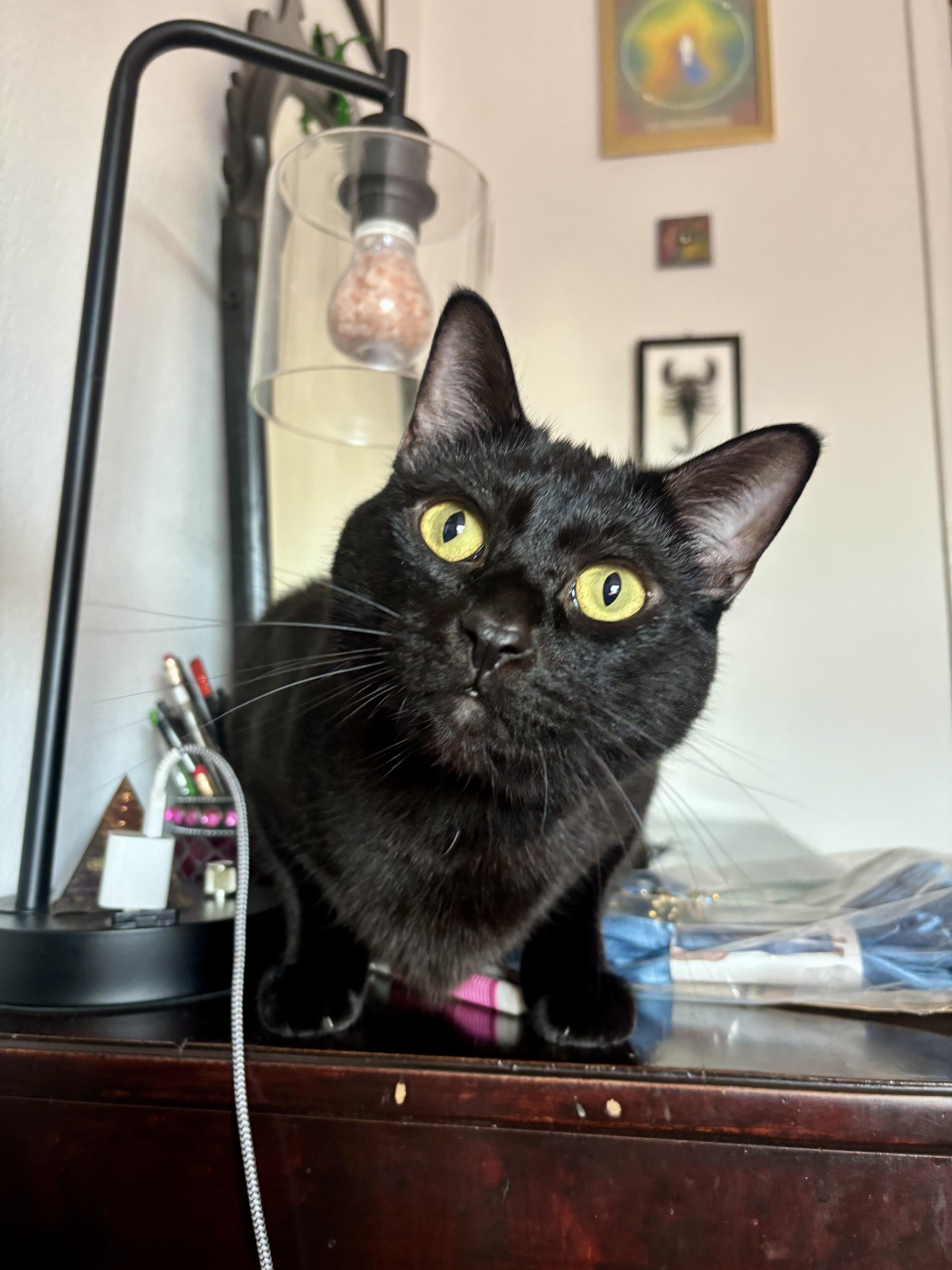 Enlarge Seven, a Adoptable Domestic Short Hair in Los Angeles, CA image 2/6