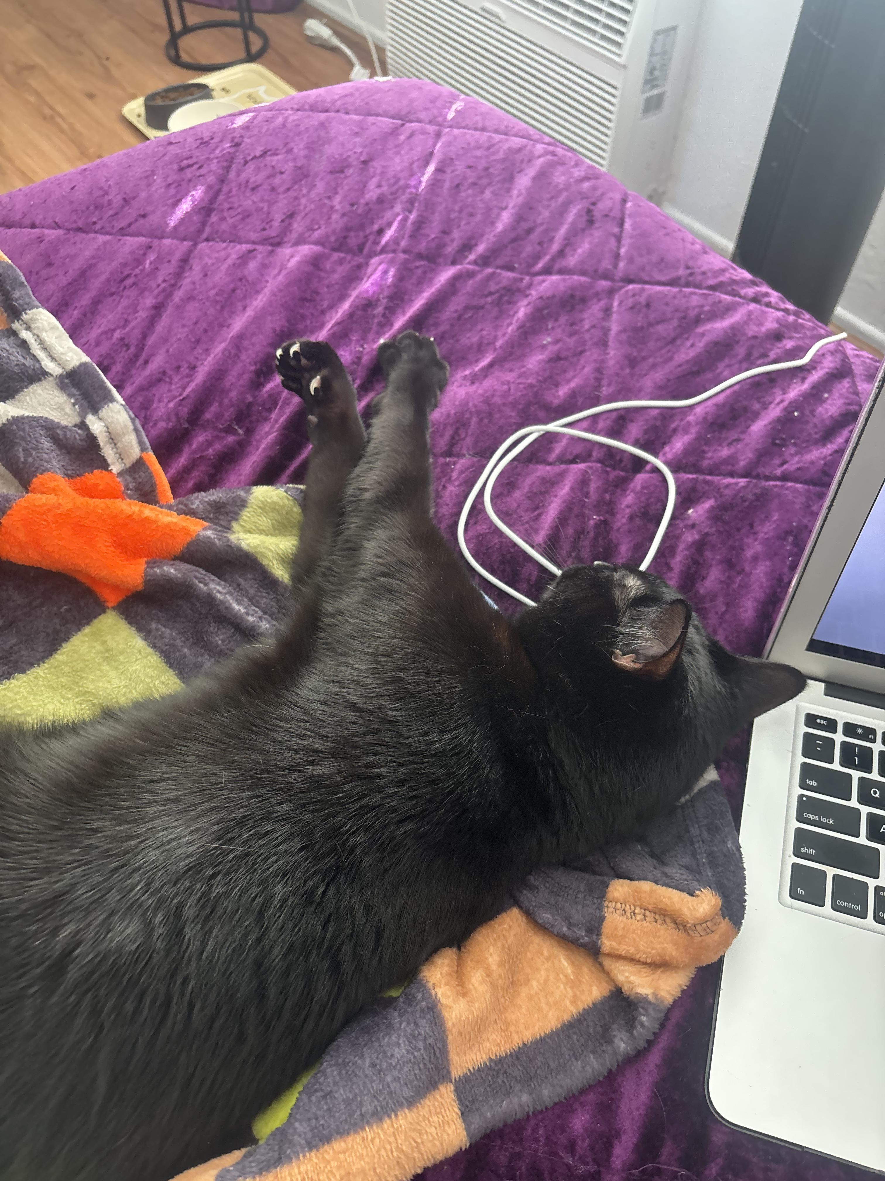 Enlarge Seven, a Adoptable Domestic Short Hair in Los Angeles, CA image 5/6