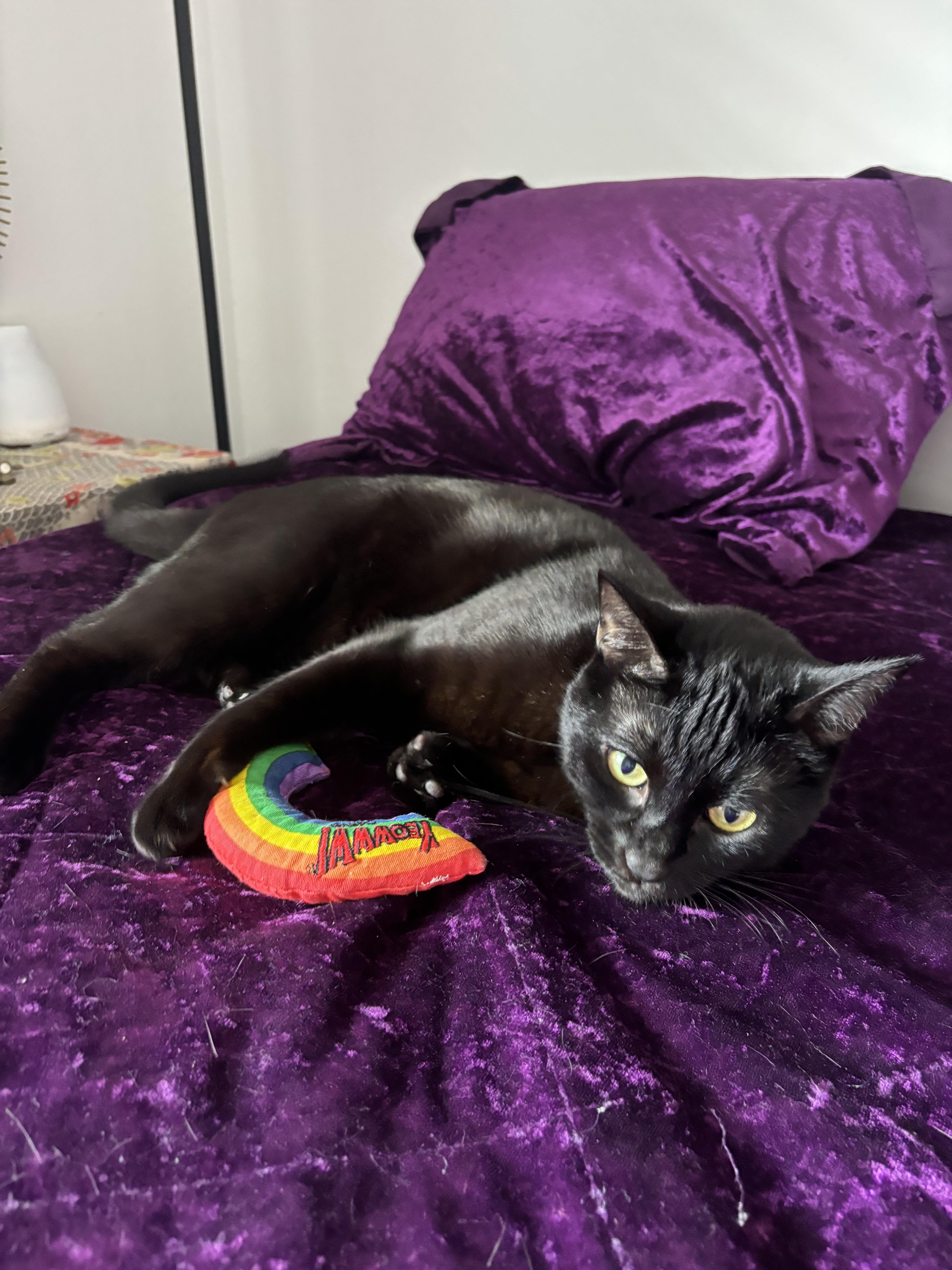 Enlarge Seven, a Adoptable Domestic Short Hair in Los Angeles, CA image 3/6