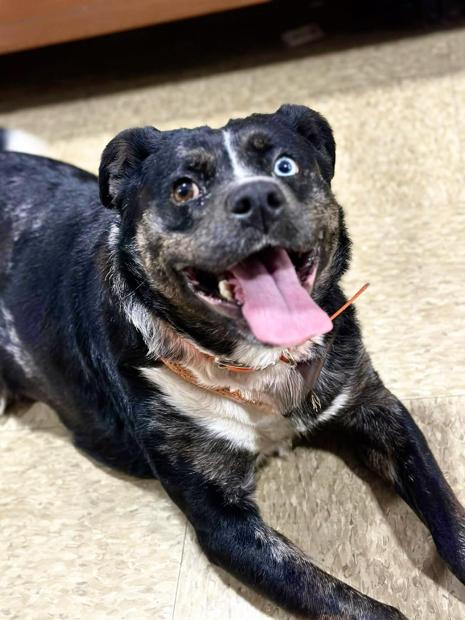 Iris, adopted, Adult Female Border Collie & Australian Shepherd.