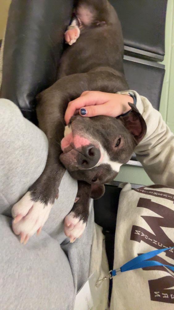 Enlarge Darleen, a Adoptable mixed breed in Kalamazoo, MI image 1/6