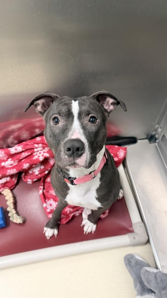 Enlarge Darleen, a Adoptable mixed breed in Kalamazoo, MI image 2/6