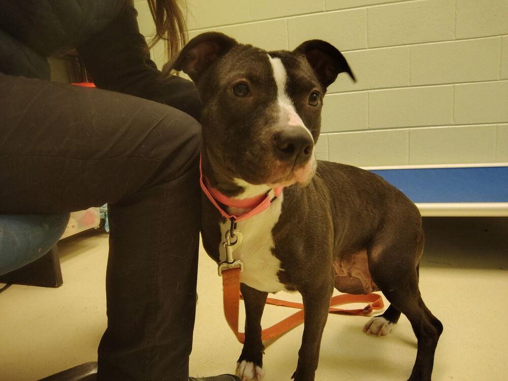 Darleen, Adoptable, Adult Female Pit Bull Terrier.