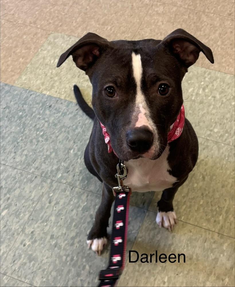 Enlarge Darleen, a Adoptable mixed breed in Kalamazoo, MI image 4/6