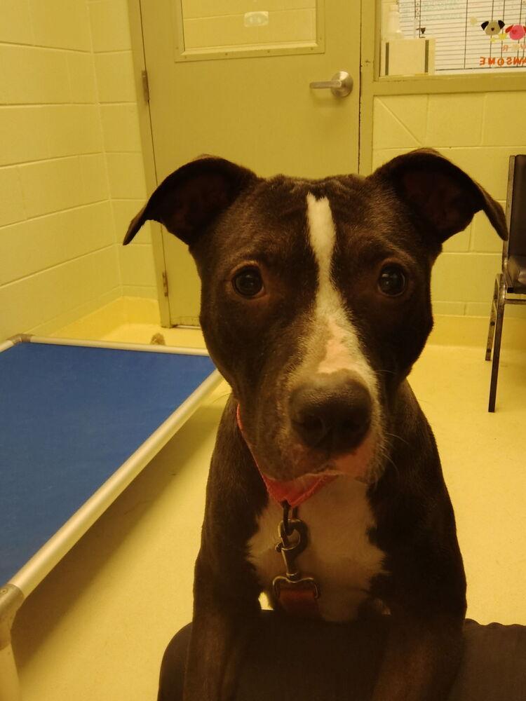 Enlarge Darleen, a Adoptable mixed breed in Kalamazoo, MI image 2/3