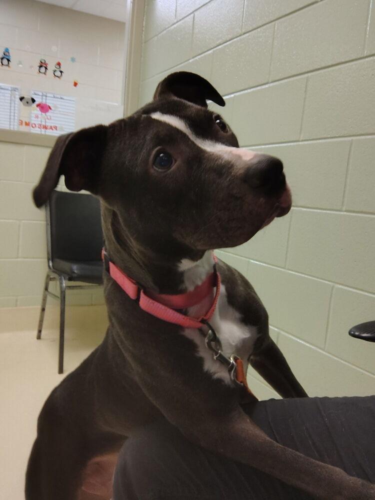 Enlarge Darleen, a Adoptable mixed breed in Kalamazoo, MI image 3/3