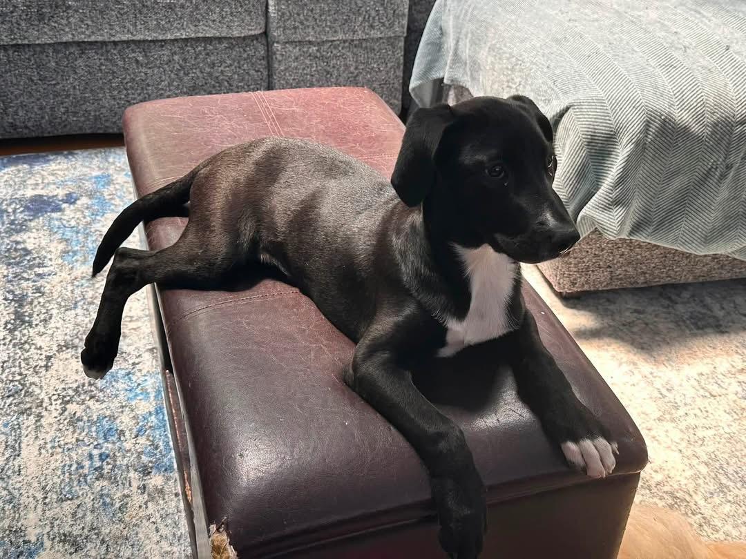 Susie (Bev-fostered in New England), a Adoptable mixed breed in Warwick, RI image 4/6