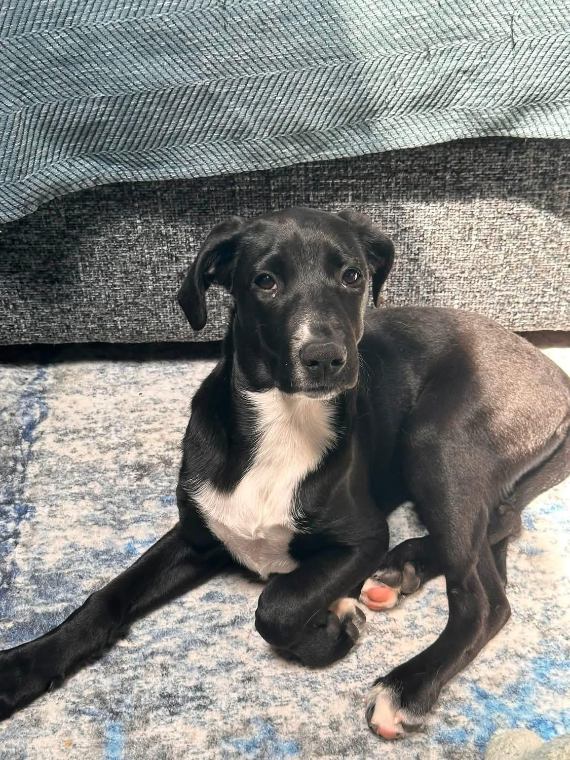 Susie (Bev-fostered in New England), Adoptable, Puppy Female Hound & Black Labrador Retriever.