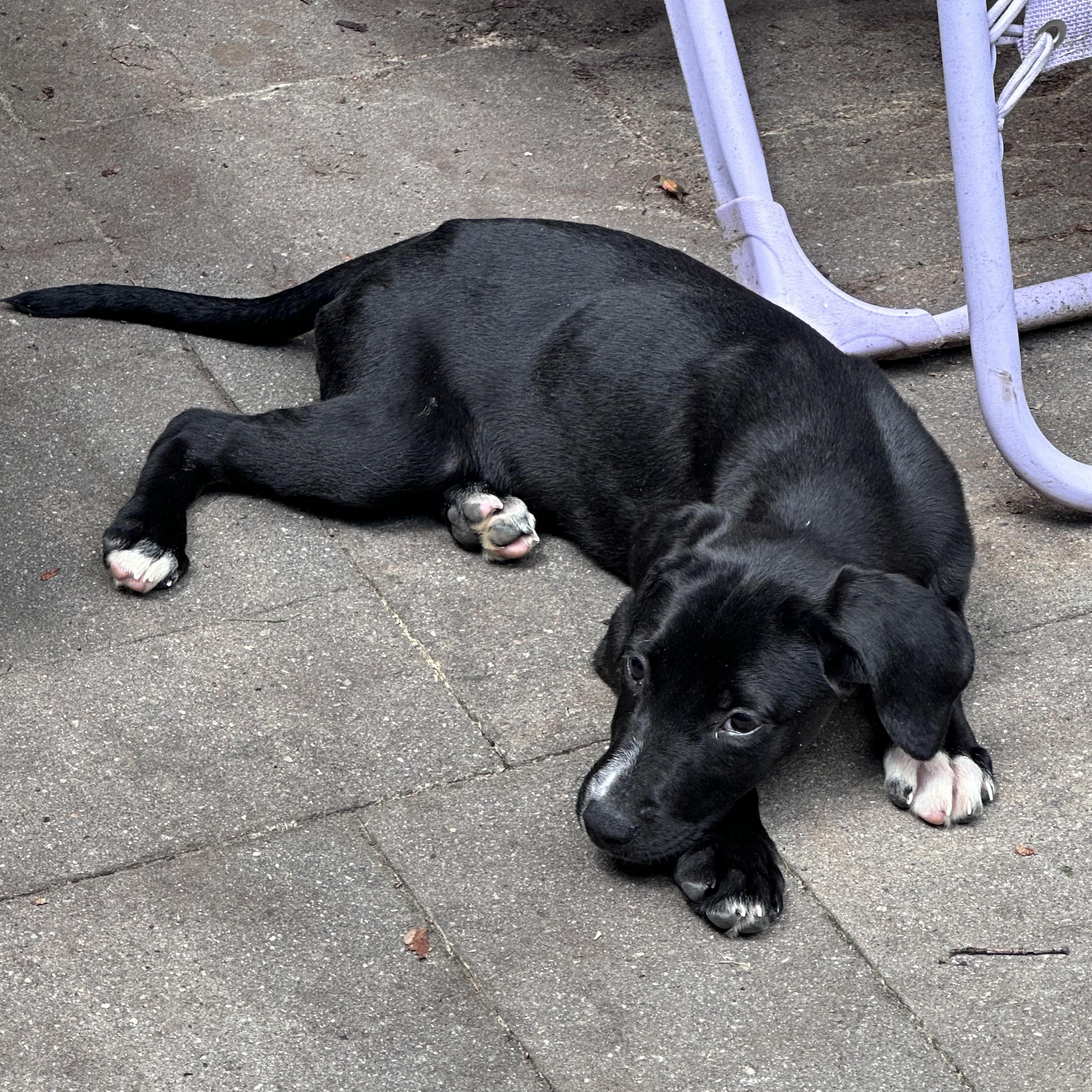 Enlarge Susie (Bev-fostered in New England), a Adoptable mixed breed in Warwick, RI image 2/6