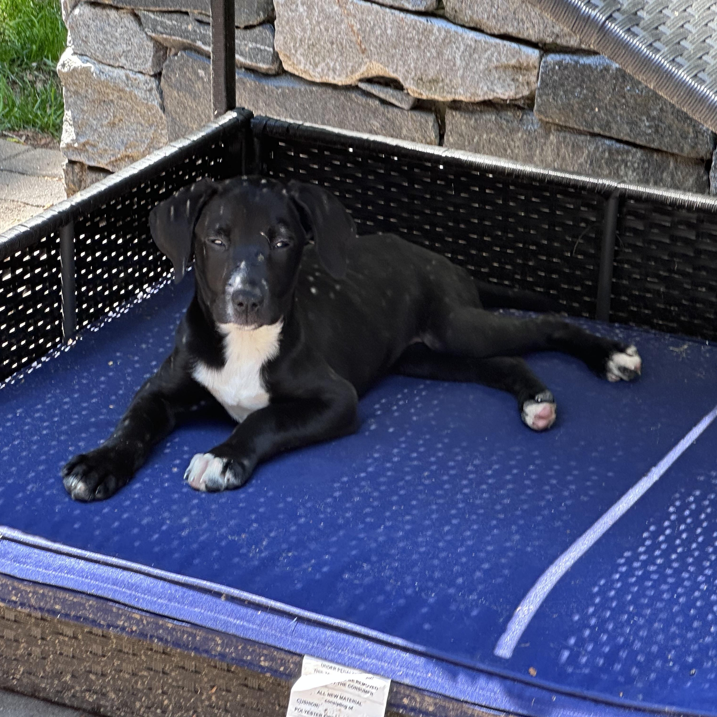 Enlarge Susie (Bev-fostered in New England), a Adoptable mixed breed in Warwick, RI image 4/6