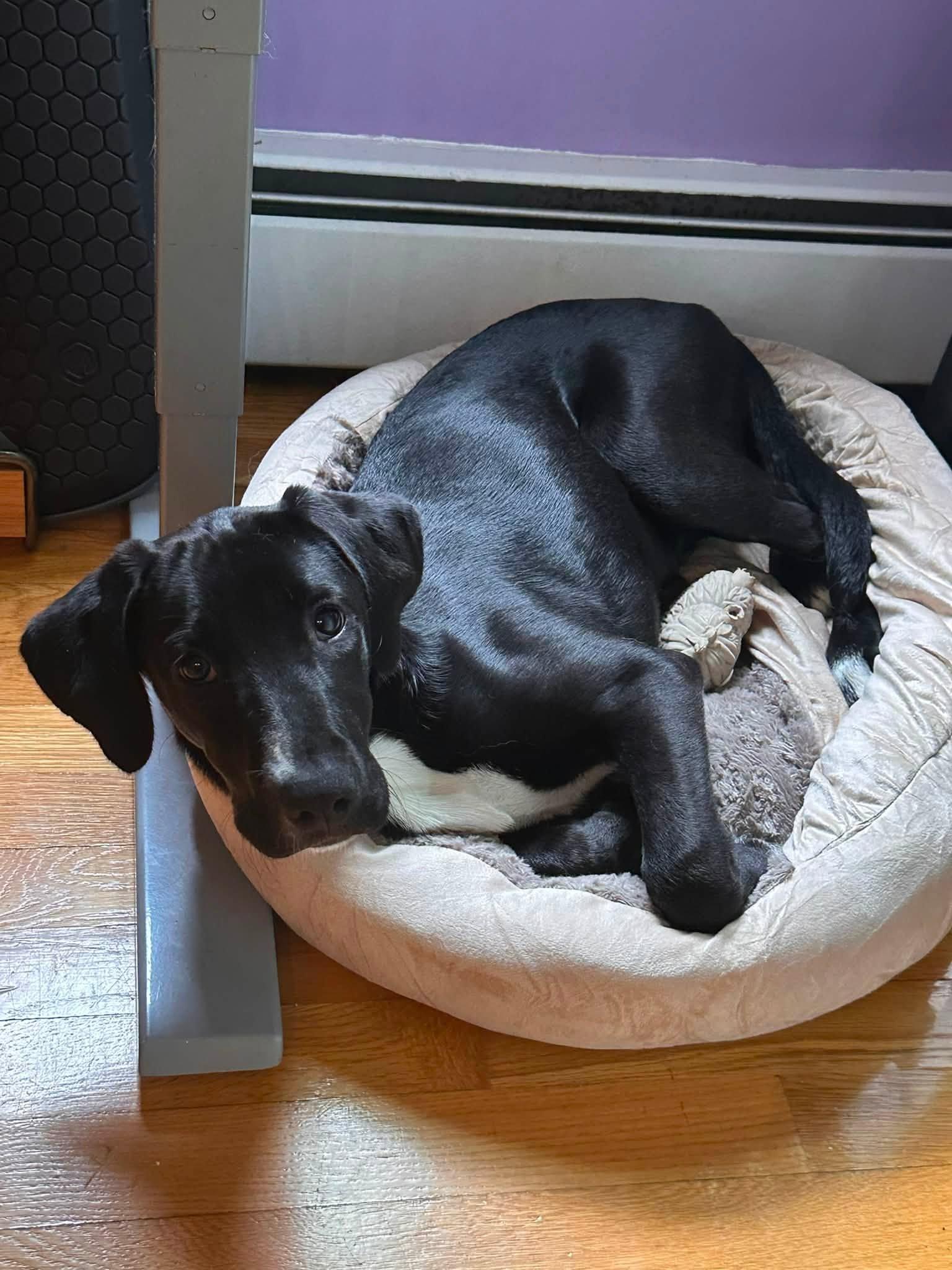 Susie (Bev-fostered in New England), a Adoptable mixed breed in Warwick, RI image 6/6