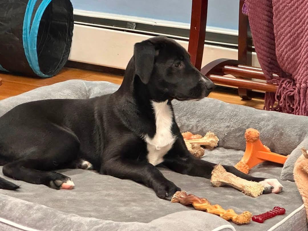 Susie (Bev-fostered in New England), a Adoptable mixed breed in Warwick, RI image 3/6