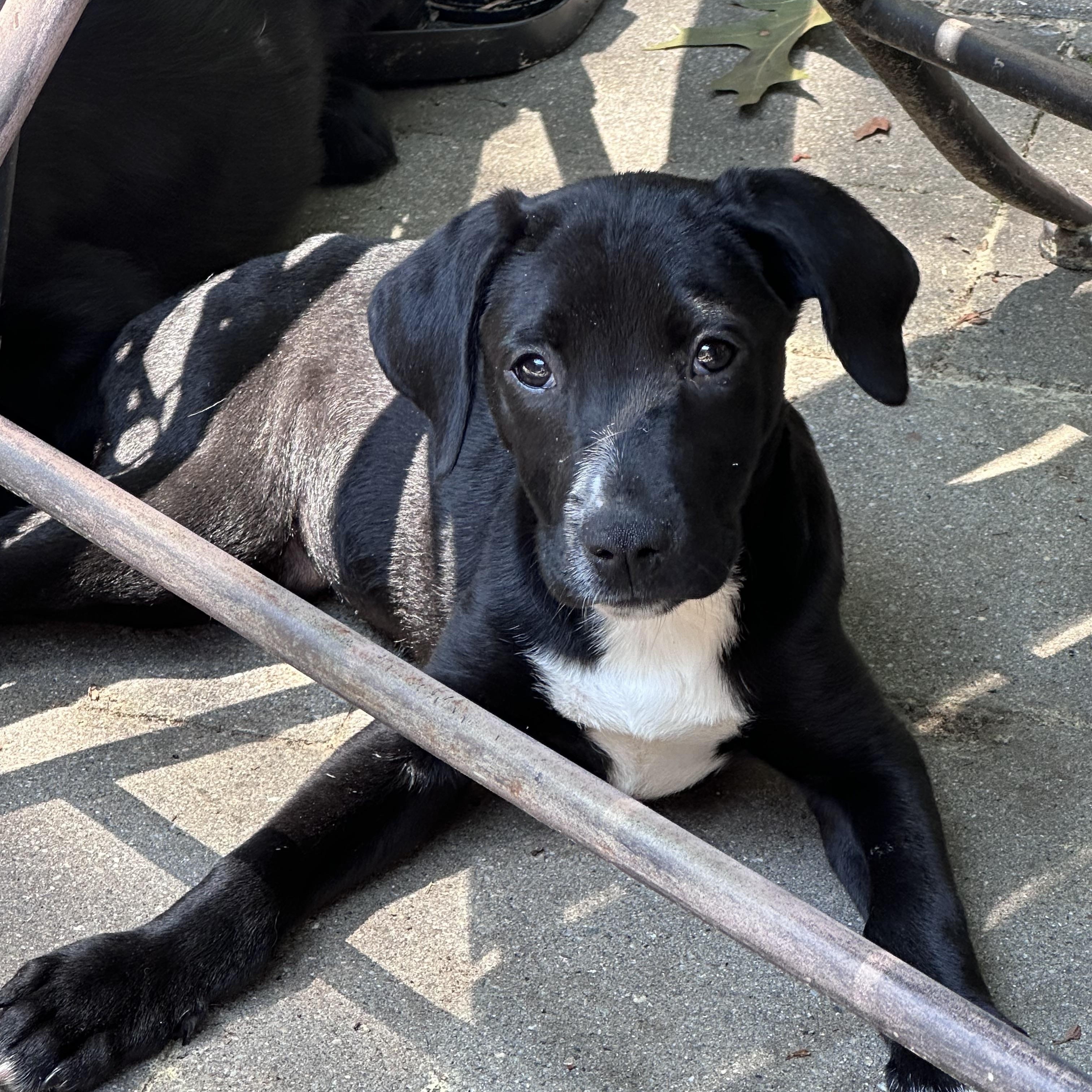 Enlarge Susie (Bev-fostered in New England), a Adoptable mixed breed in Warwick, RI image 5/6